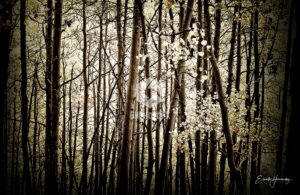 Aspens - EHPhotoFX