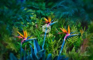 Results on Google's SERP when searching for 'birds of paradise'