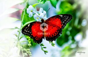 Butterfly - EHPhotoFX