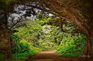 Cypress Grove Trail - EHPhotoFX