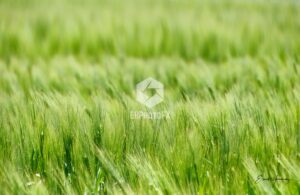 Grass Field - EHPhotoFX