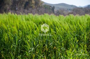 Tall Grass Field - EHPhotoFX