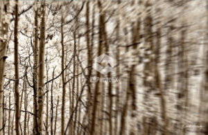 Aspens - Aspen CO - EHPhotoFX