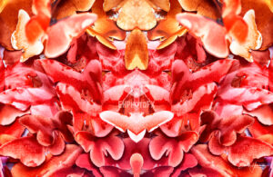 Butterflies Abstract - Simi Valley CA - EHPhotoFX