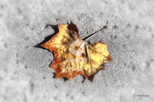 Fall Leaf - Wood Ranch CA - EHPhotoFX