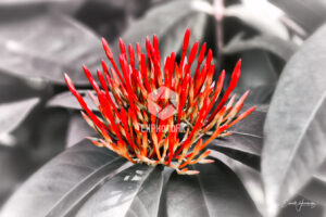 Firebush - Kauai HI - EHPhotoFX