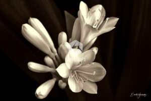 Natal Lily - Simi Valley CA - EHPhotoFX