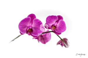 Orchid - Simi Valley CA - EHPhotoFX