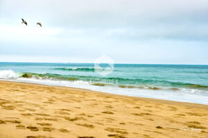 Pelicans Surfer's Knoll Beach - Ventura CA - EHPhotoFX