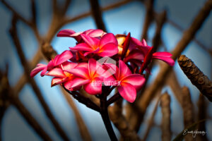 Plumeria Rubra - Kauai HI - EHPhotoFX