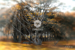 Tree - Kauai HI - EHPhotoFX