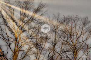 Trees - Simi Valley CA - EHPhotoFX