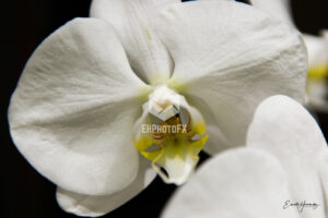 White Orchid - Simi Valley CA - EHPhotoFX