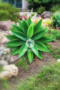 Agave Attenuata - Escondido CA - EHPhotoFX