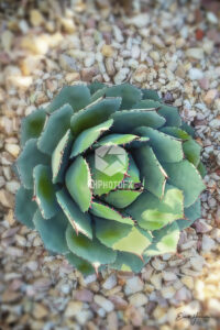 Agave Potatorum - Rancho Bernardo CA - EHPhotoFX