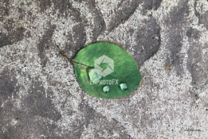 Leaf - Wood Ranch CA - EHPhotoFX