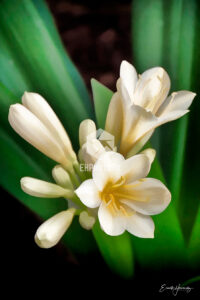 Natal Lily - Simi Valley CA - EHPhotoFX