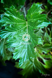 Philodendron - Kona HI - EHPhotoFX