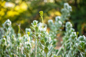 Plant - Los Olivos CA - EHPhotoFX