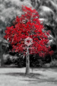 Red Tree - Kona HI - EHPhotoFX