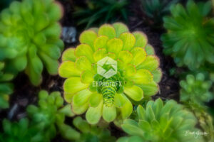 Succulent - Pacific Grove CA - EHPhotoFX