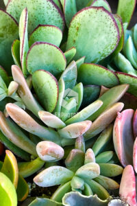 Succulents - Thousand Oaks CA - EHPhotoFX