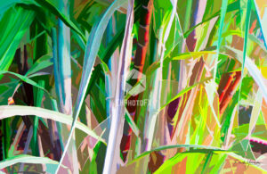 Sugar Canes - Kauai HI - EHPhotoFX