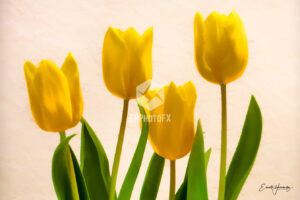 Tulips - Simi Valley CA - EHPhotoFX